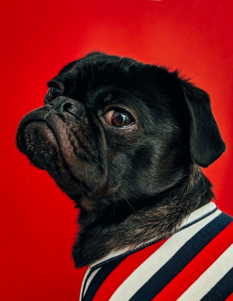 dog-eat-dog marketing, customer retention copywriting blog